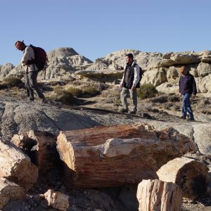 El Calafate – El Chaltén & Petrified Forest La Leona